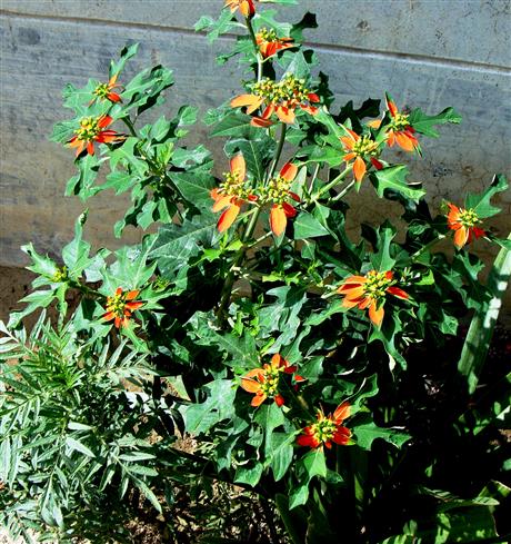 Euphorbia heterophylla var